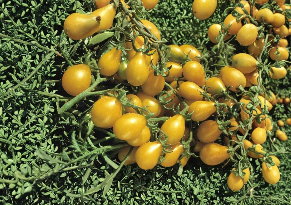 Gold Nugget Cherry Tomato Seeds – Heirloom, Non-GMO, Supersweet Golden Yellow, High Yield, Vegetable Seeds for Garden Planting