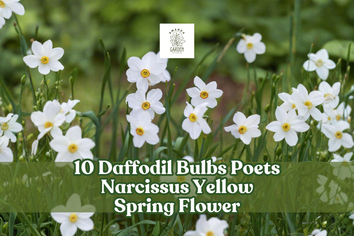 Poets Narcissus Daffodil Bulbs – Yellow Spring Perennial Flower, Narcissus poeticus, 10 Bulbs for Garden Beds & Borders
