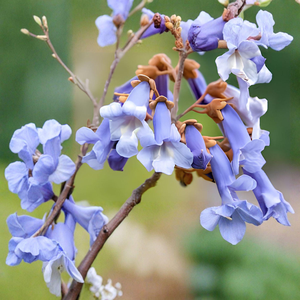 Empress Tree Seeds | Paulownia tomentosa | Fast Growing Ornamental Tree with Lavender Flowers | Royal Princess Tree Seeds