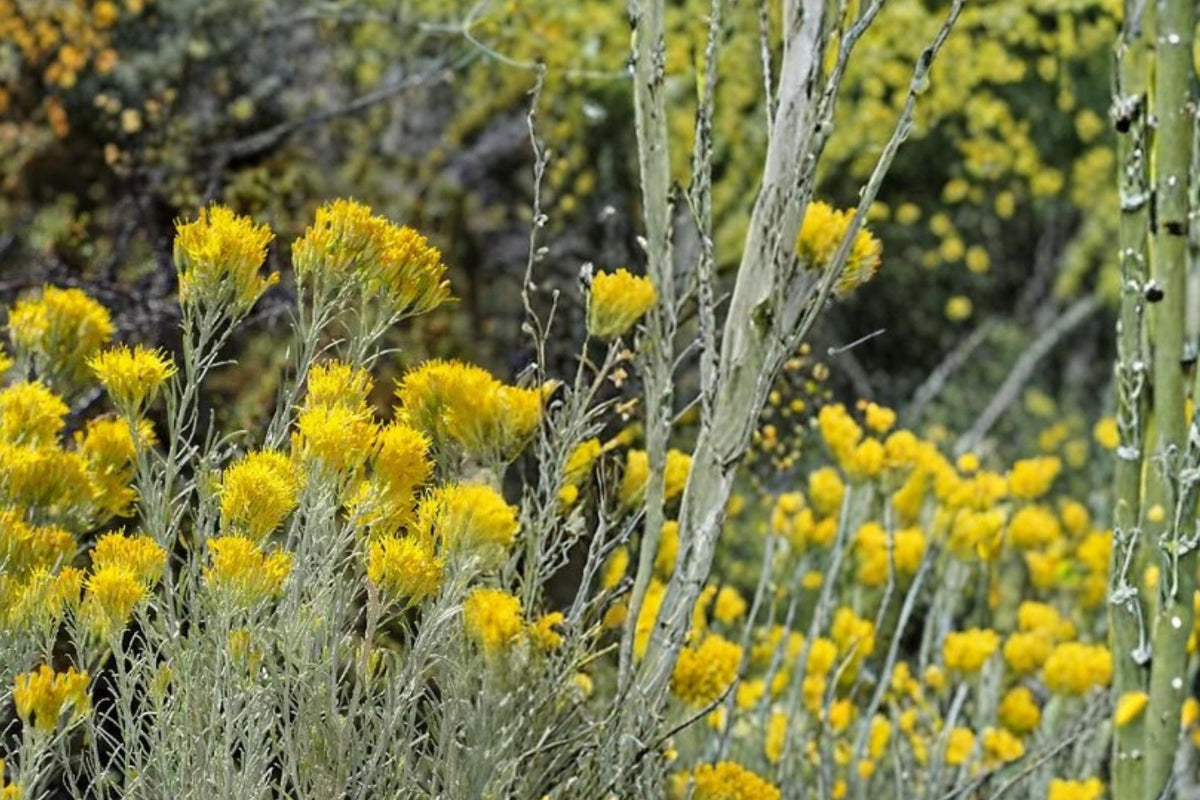 Rubber Rabbitbrush Seeds – Ericameria nauseosa Perennial Shrub with Bright Yellow Flowers for Xeriscape and Native Plantings