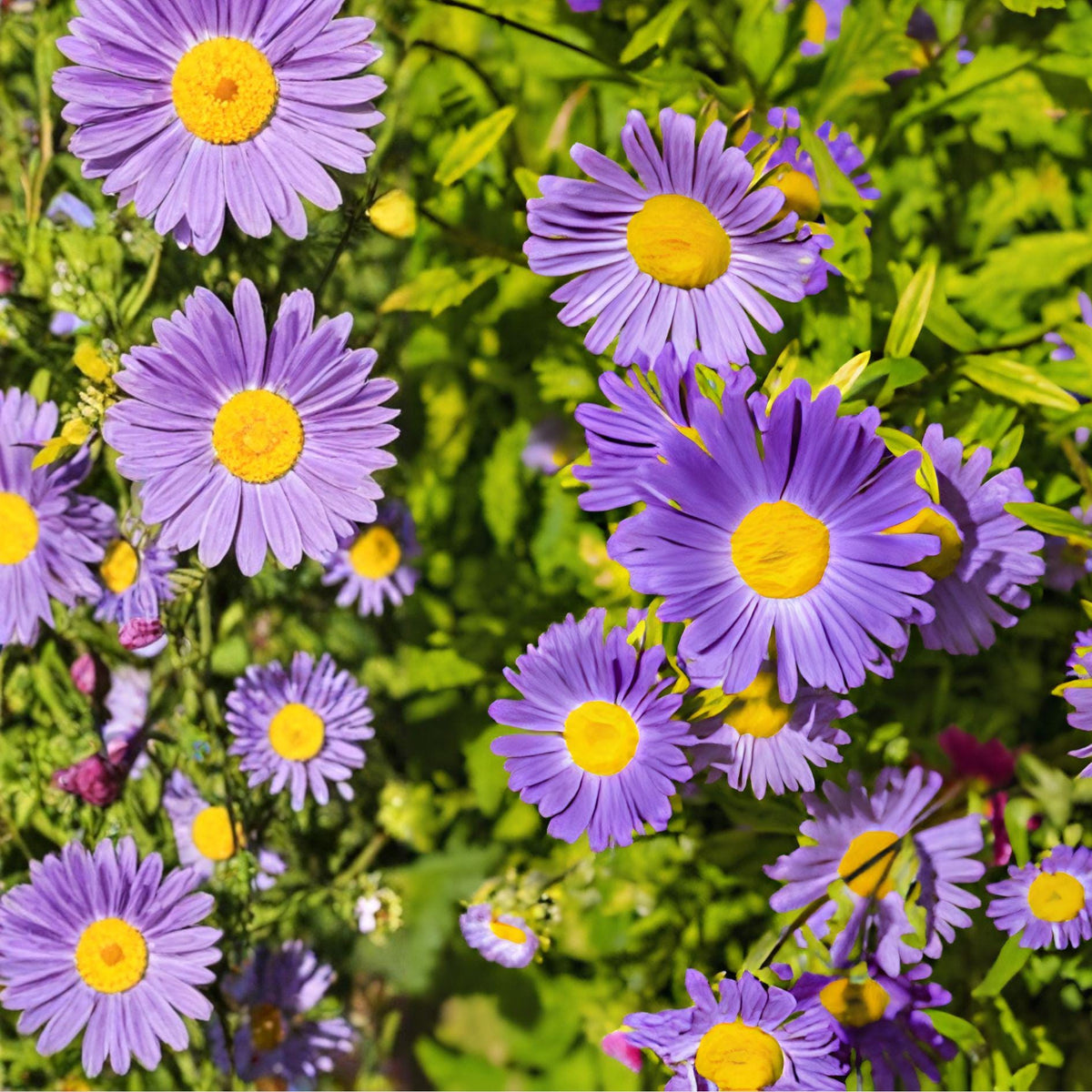 Tahoka Daisy Seeds | Native Wildflower | Purple Blooms | Drought Tolerant | Machaeranthera tanacetifolia | 100 Seeds