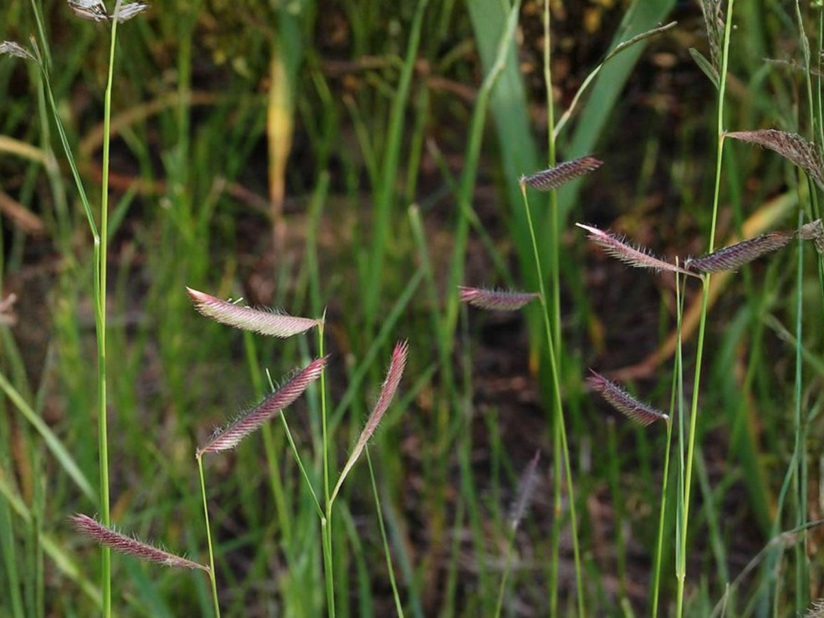 Blue Grama Grass Seeds | Ornamental Bouteloua gracilis for Gardens & Natural Landscapes | 100 Seeds