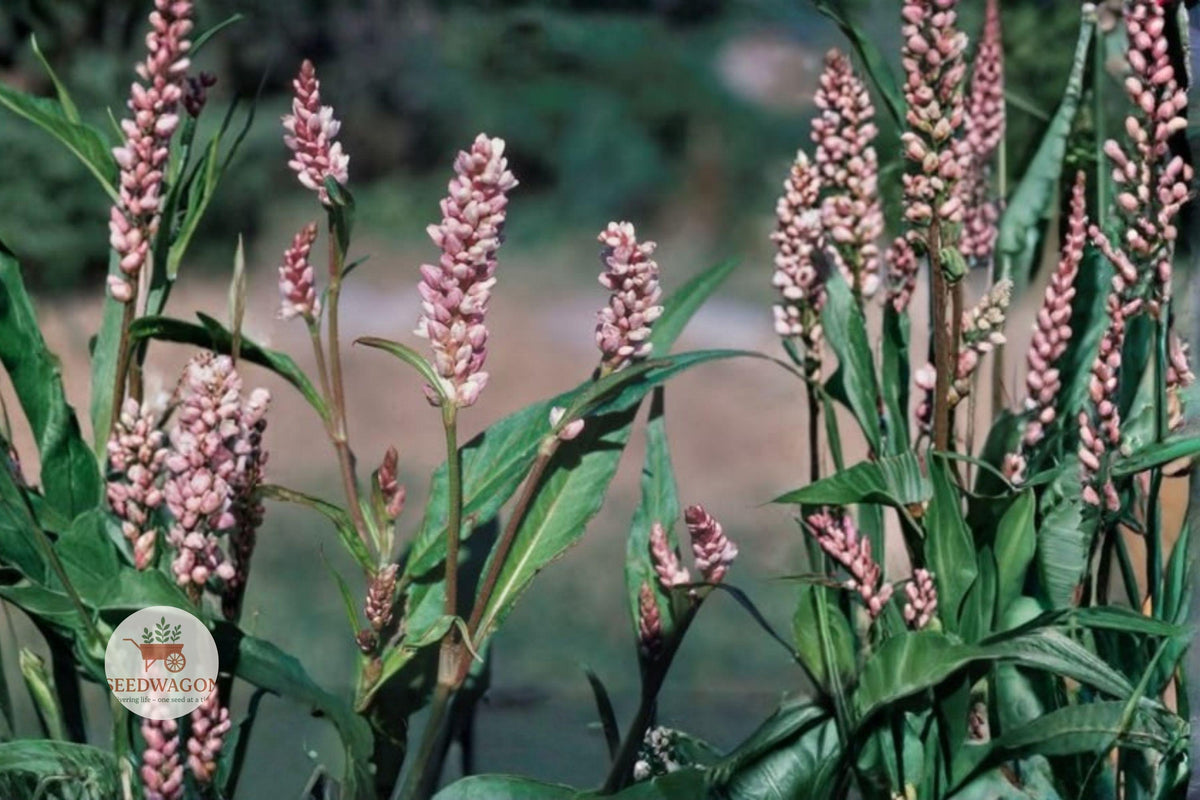 Pinkweed Seeds – Persicaria pensylvanica Native Wildflower for Pollinator Gardens, Pink Flower Spike, Easy to Grow
