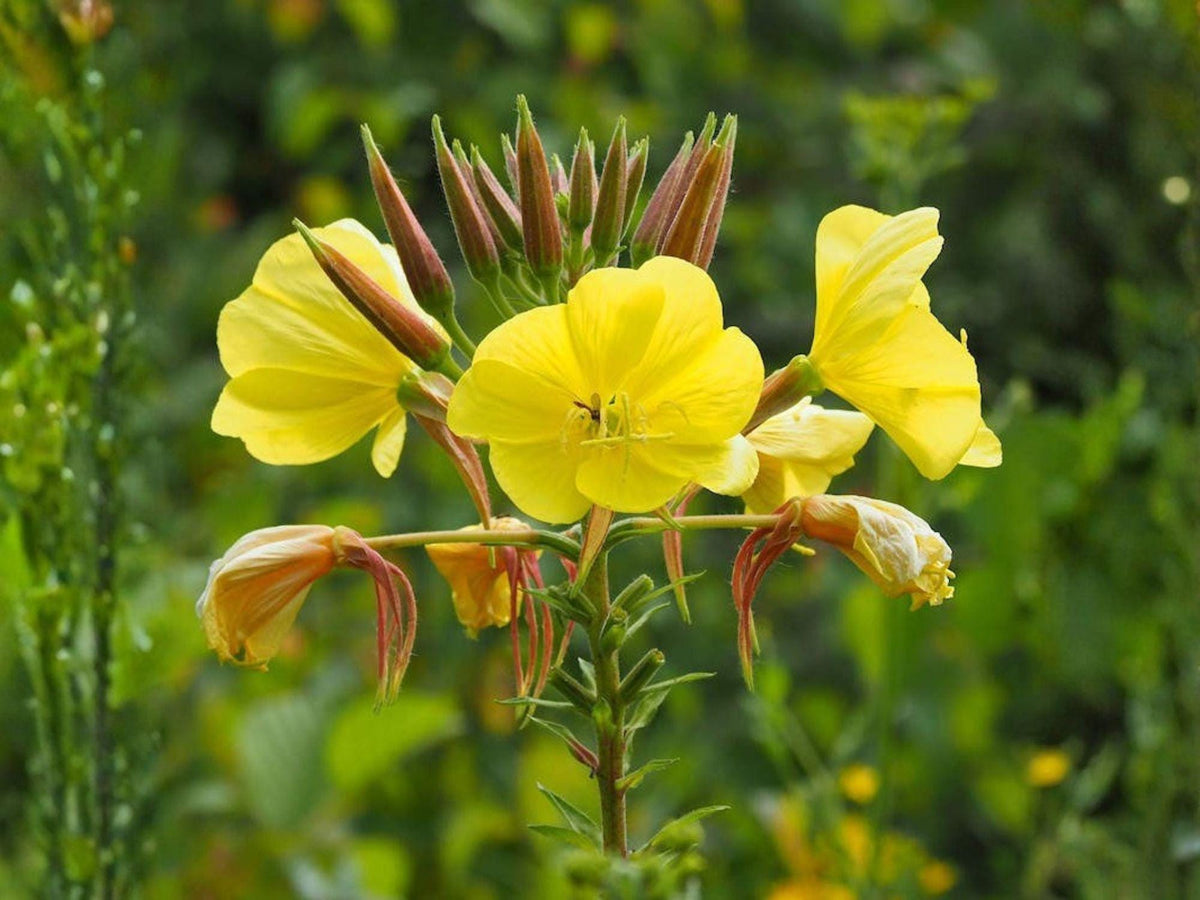 Oenothera biennis Evening Primrose Seeds – Heirloom Non-GMO Wildflower for Pollinator Gardens, Yellow Bloom, Native Plant, 100 Seeds