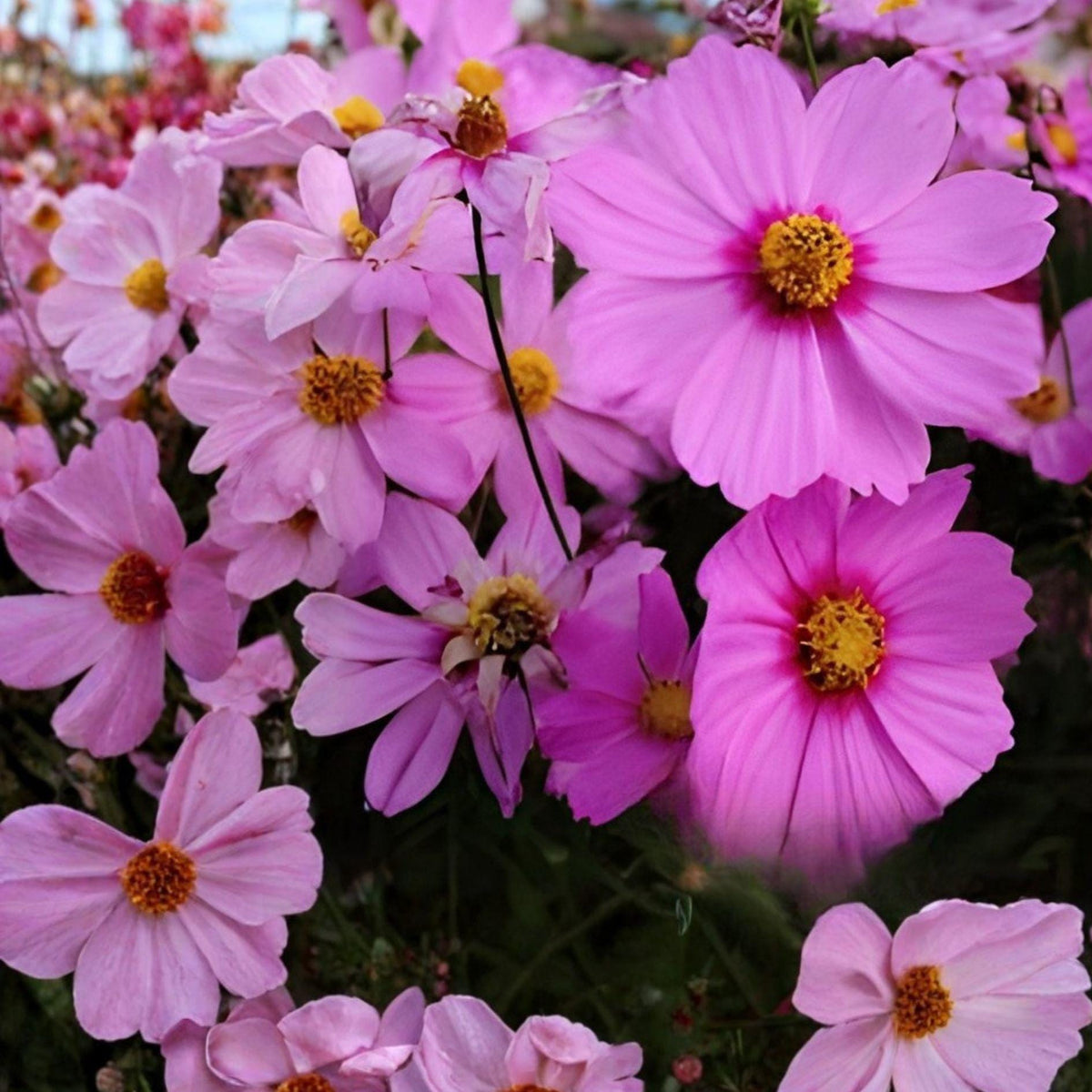 Cosmos bipinnatus Sensation Radiance Live Plant – Pink Purple Summer Bloom Garden Flower
