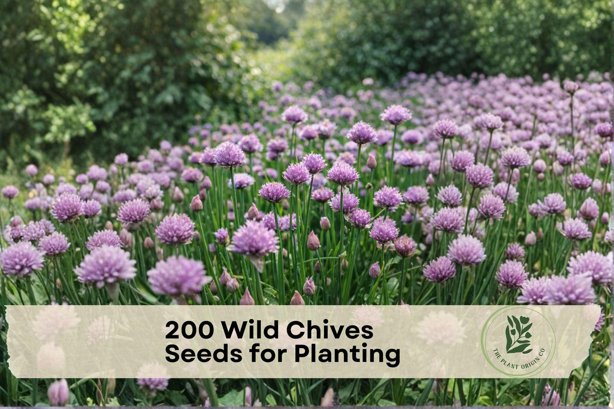 200 Wild Chives Seeds - Allium schoenoprasum Herb Seeds for Cooking, Garnishing, Indoor & Outdoor Gardens