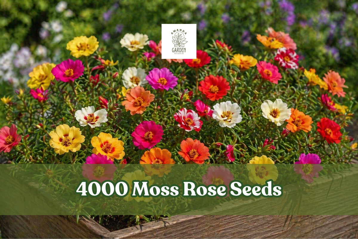 Moss Rose Seeds, Portulaca grandiflora, Double Bloom Groundcover, Mixed Colors, Succulent Annual, 4000+ Seeds