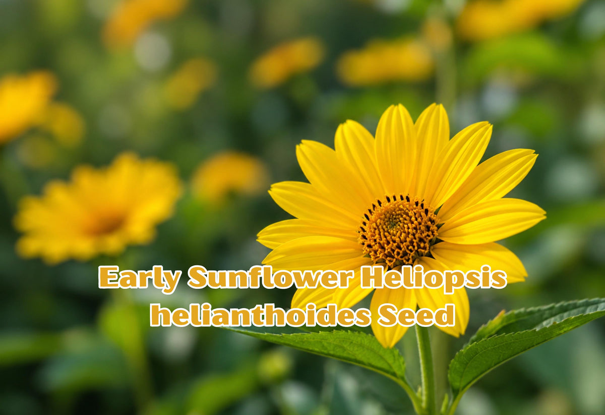 Heliopsis helianthoides Seeds | Perennial False Sunflower, Bright Yellow Blooms, Pollinator Friendly, Summer Bloom, 100 Seeds