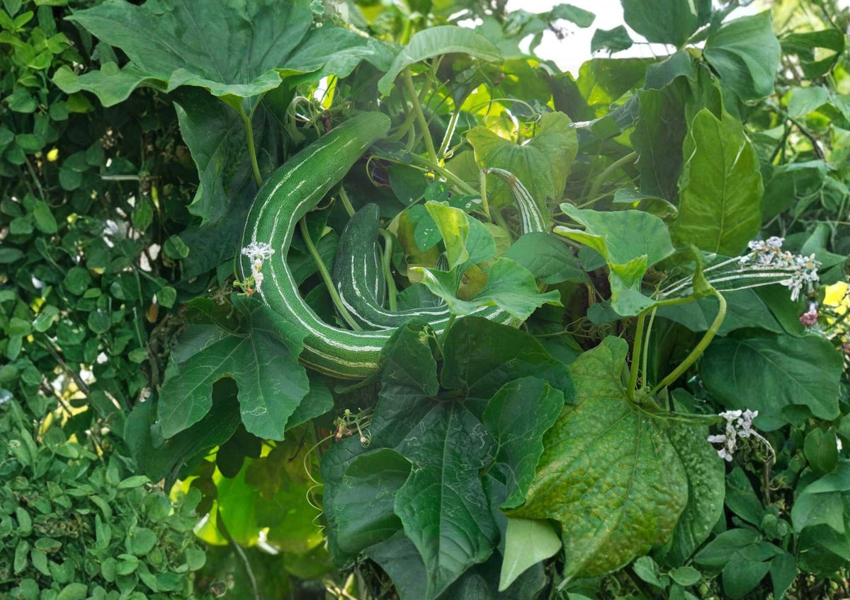 Painted Serpent Cucumber Seeds – Heirloom Non-GMO Rare Asian Vegetable, Long Striped Sweet Crisp Cucumbers for Garden Planting