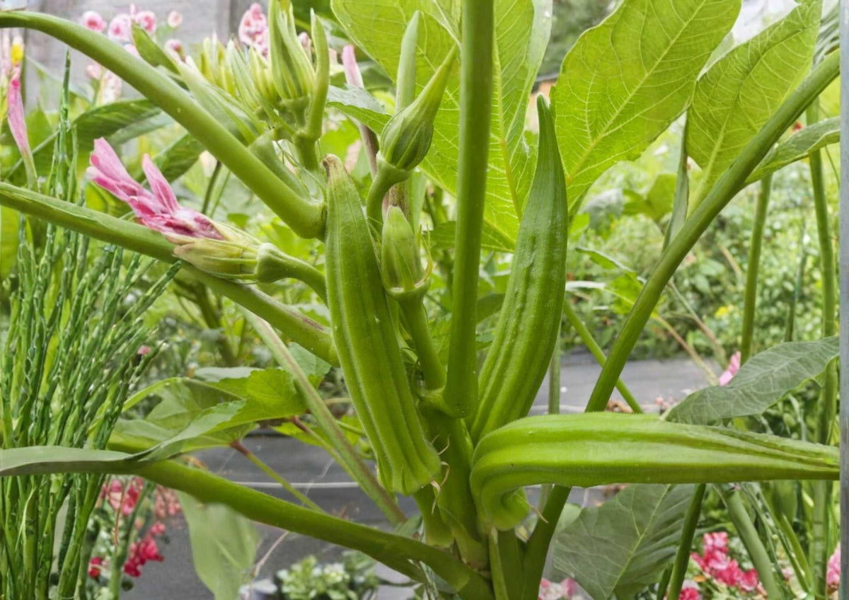 Louisiana Longhorn Cowhorn Okra Seeds – Heirloom Vegetable Seeds for Garden Planting, High Yield, Extra-Long Green Pods