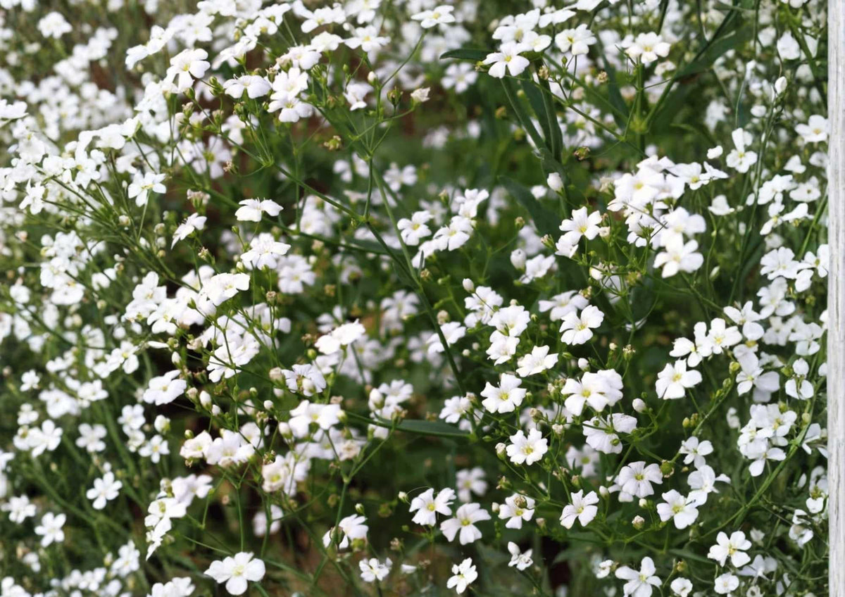 Baby's Breath Seeds, Gypsophila White Flower Seeds for Garden, Cut Flowers, Wedding Bouquets, 500+ Seeds
