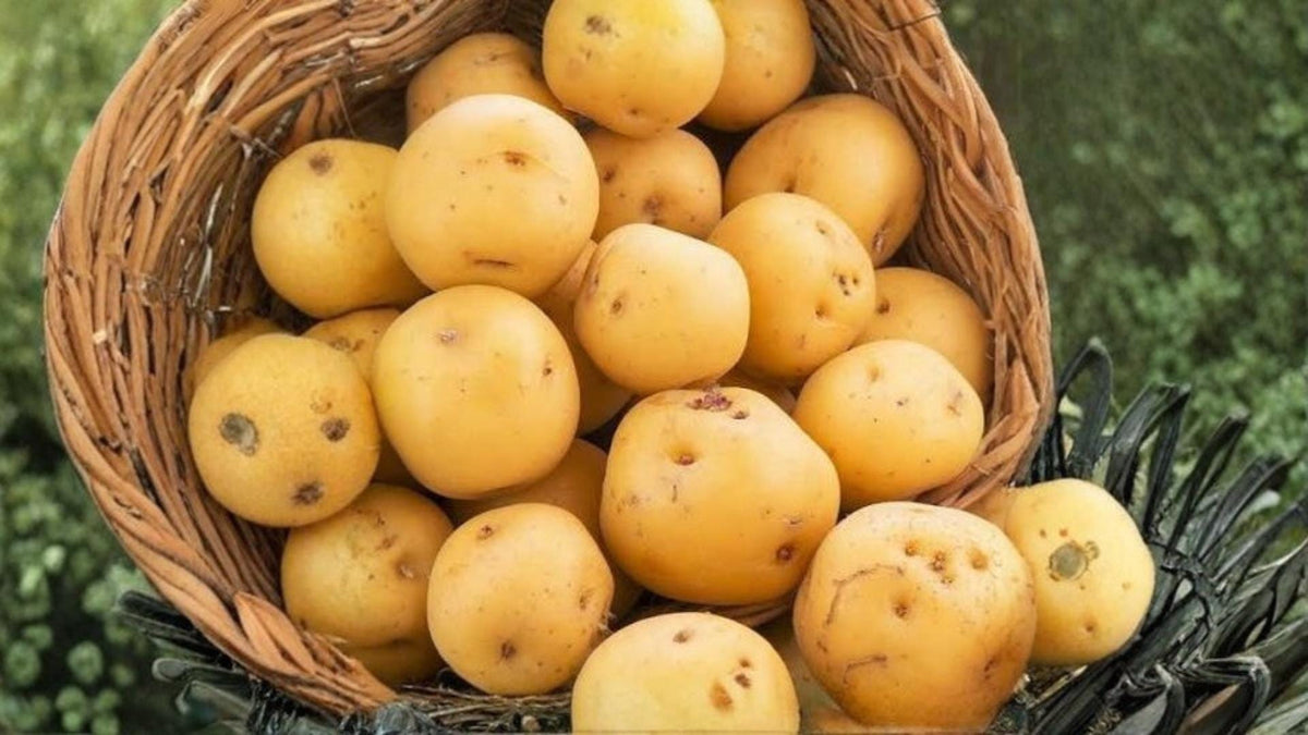 Kennebec Potato Seeds 5 Pounds – Solanum tuberosum, Edible Tuber Crop for Home Garden and Outdoor Cultivation
