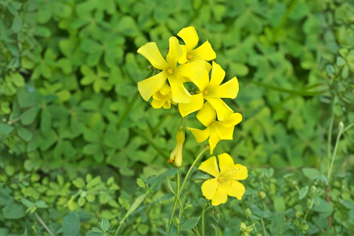 Chilean Yellow Clover Seeds (Oxalis valdiviensis) - Bright Yellow Ground Cover, Easy to Grow, Low-Growing Plant for Garden Beds & Containers