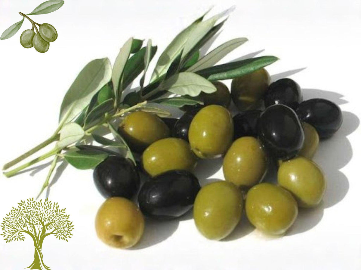 Leccino Olive Tree Live Root Starter Plant – Olea europaea Heirloom Non-GMO for Home Garden, Edible Landscaping
