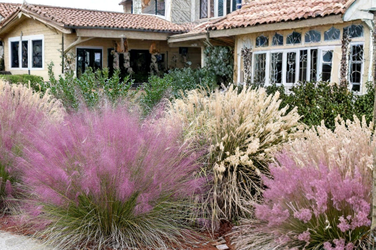 Pink Muhly Grass Seeds – Muhlenbergia capillaris – Ornamental Perennial Grass with Pink Flower Plumes for Landscaping
