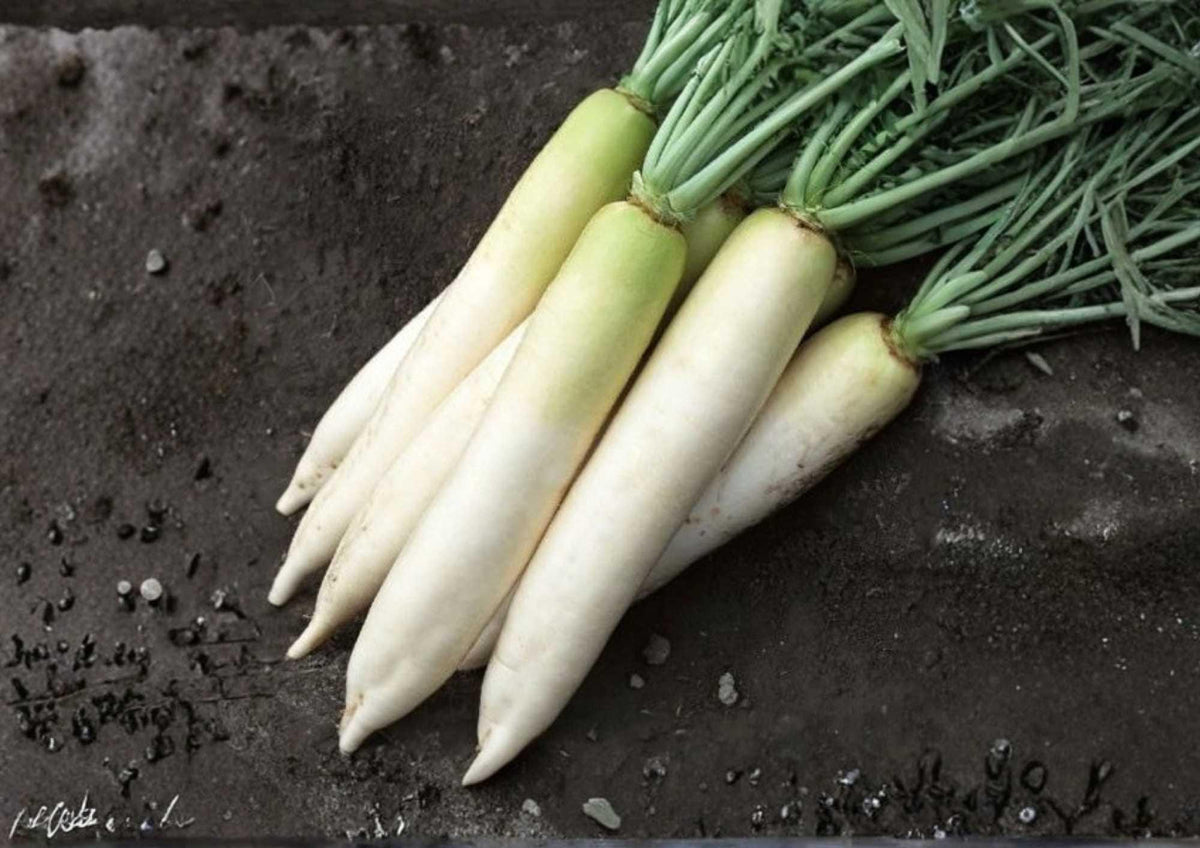 200+ White Icicle Radish Seeds – Heirloom Organic Non-GMO Vegetable Seeds for Garden Planting, Long White Roots, Crisp, Mild Flavor