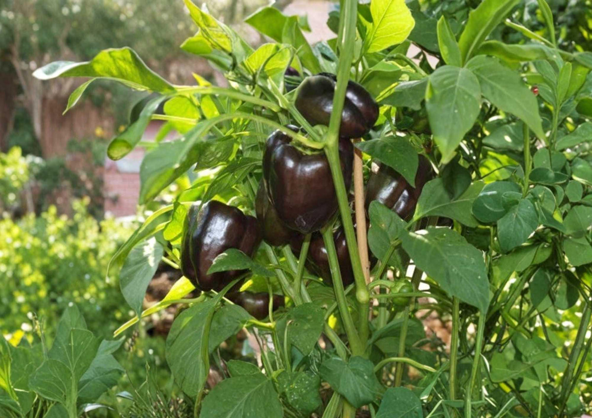 European Black Cherry Tomato Seeds, Heirloom, Dark Purple-Red, Juicy, High Yield, Gourmet Garden Planting