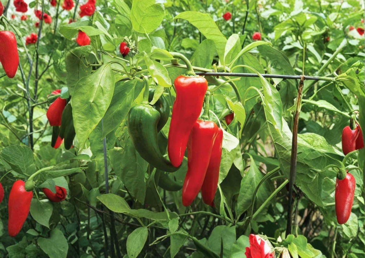 100+ TAM Jalapeno Pepper Seeds – Heirloom Non-GMO Chili Seeds for Garden Planting, Green to Red, Thick-Walled, High Yield