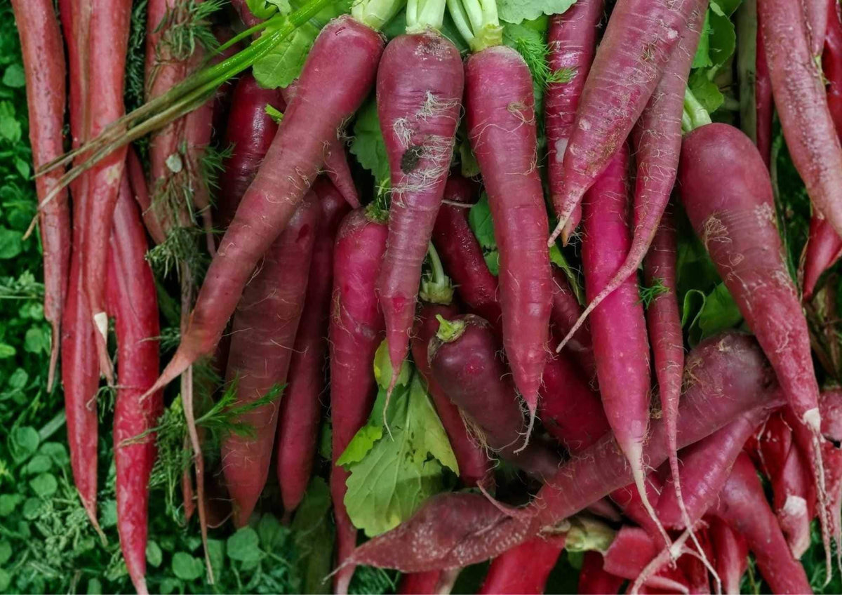 Black Nebula Carrot Seeds, Organic Heirloom Non-GMO, Deep Purple Roots, Sweet Crisp Vegetable Seeds for Garden Planting