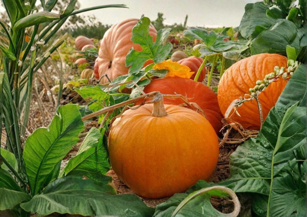30+ Jack Be Little Pumpkin Seeds, Organic Heirloom Non-GMO Vegetable Seeds for Garden, Miniature Orange Decorative Edible Plant