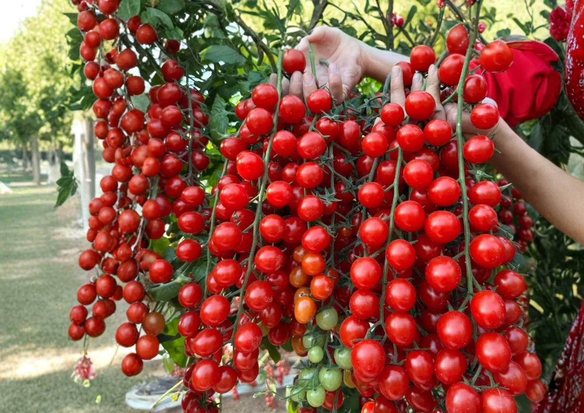 Sugar Bomb Cherry Tomato Seeds - Heirloom Non-GMO Vegetable Seeds for Garden Planting, High-Yield Red Cherry Tomatoes