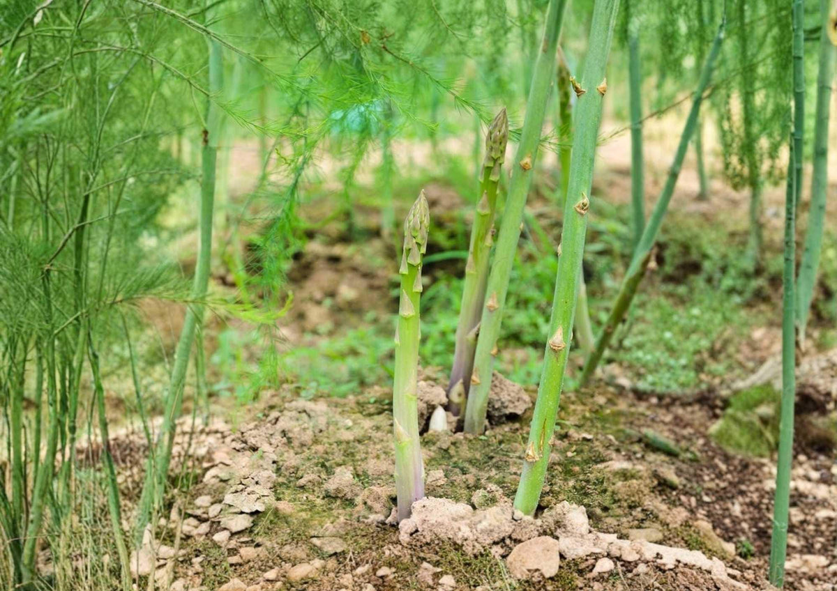 200+ Mary Washington Asparagus Seeds – Heirloom Organic Non-GMO Vegetable Seeds for Garden Planting, Perennial Edible Green Spears