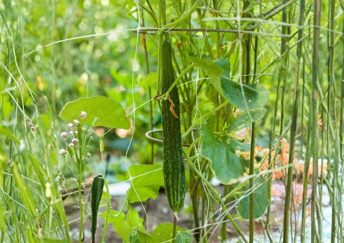 50+ Southern Delight Japanese Cucumber Seeds, Long Crisp Burpless Variety, High Yield Vegetable Seeds for Garden Planting