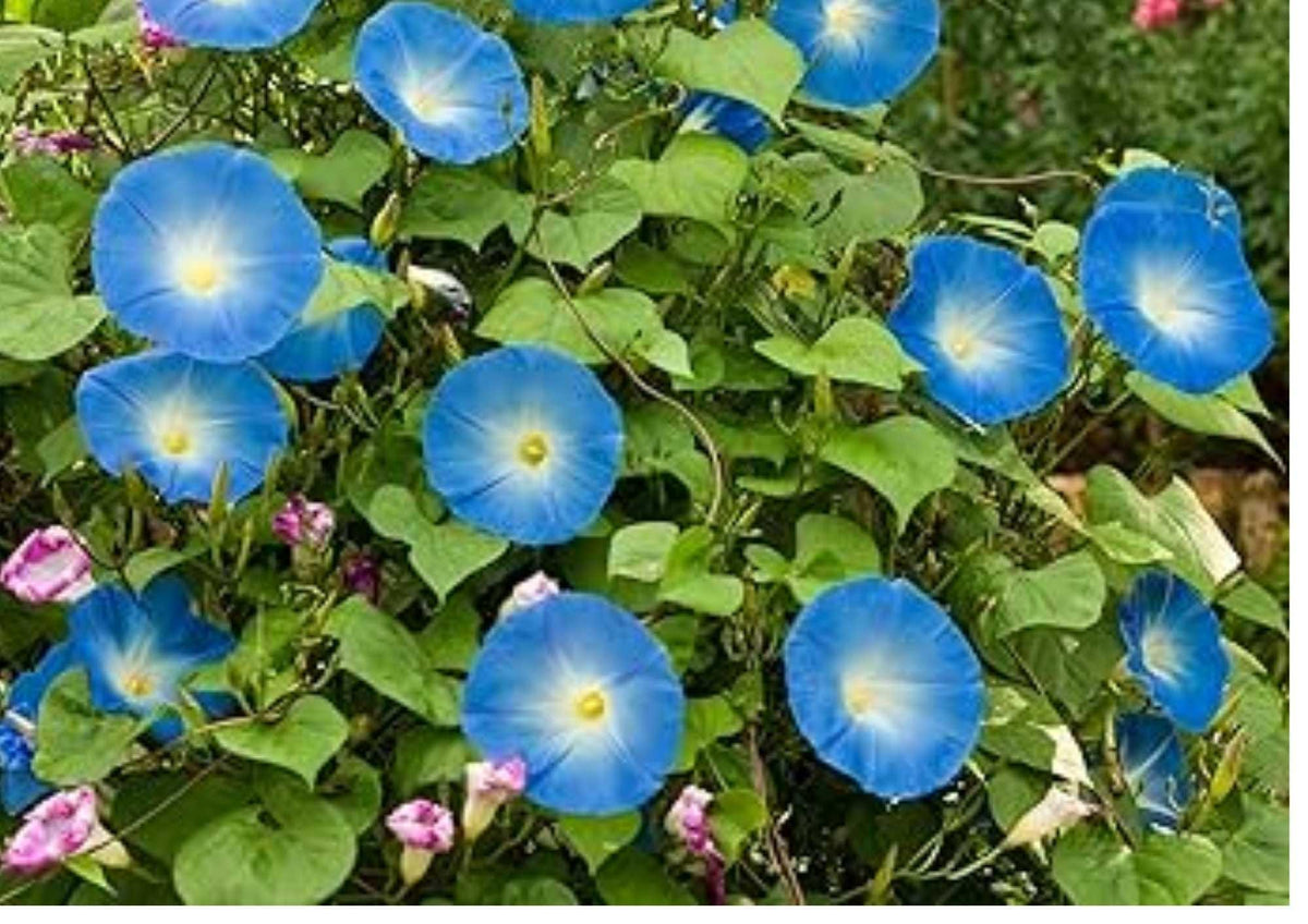 Baby Blue Eyes Wildflower Seeds – Drought Tolerant Groundcover, Sky-Blue Blooms, Pollinator Attracting, Naturalized Garden Planting