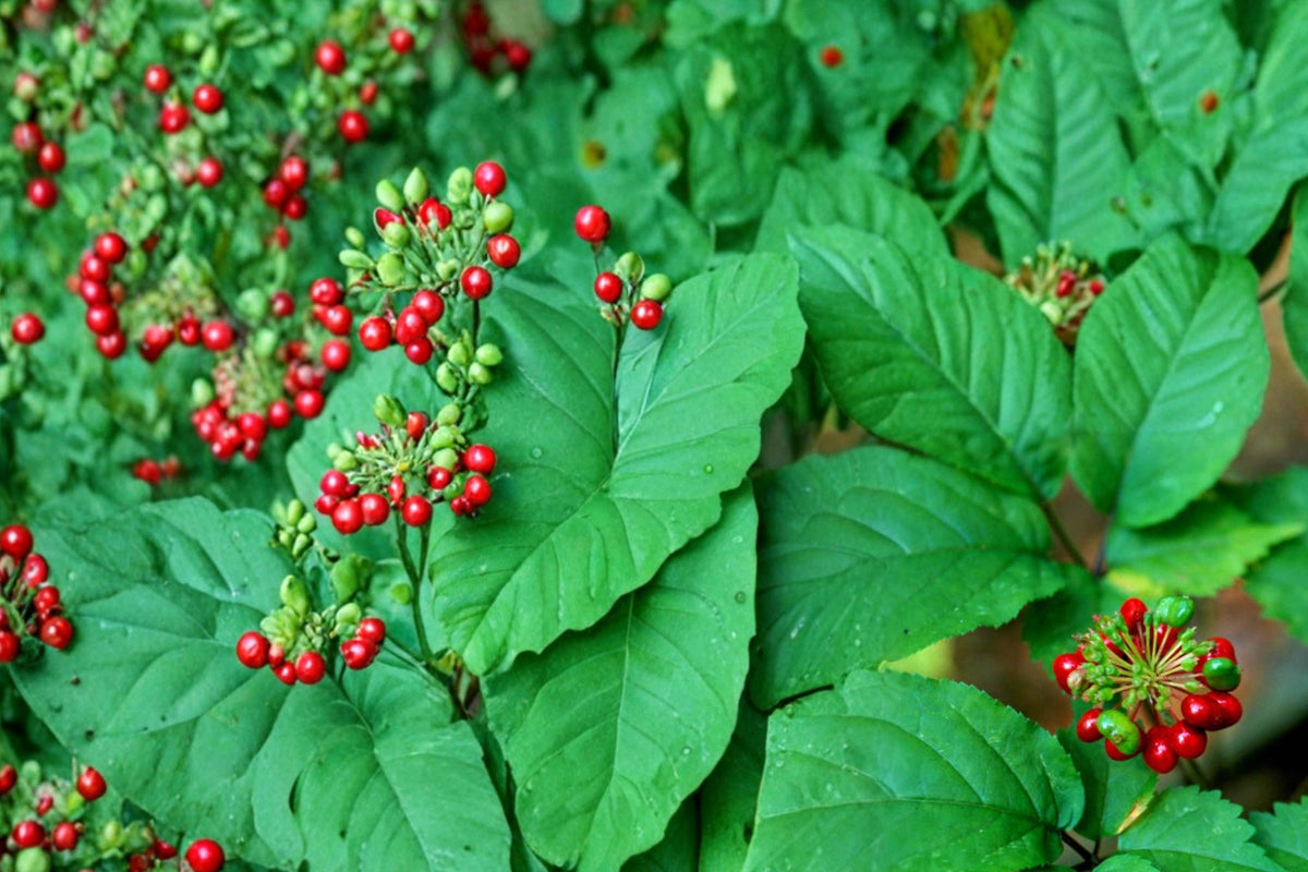 American Ginseng Seeds – Panax quinquefolius – Woodland Perennial Herb for Shade Gardens, 30 Seeds