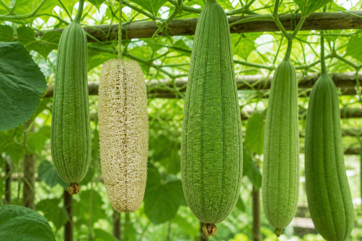 Luffa Sponge Gourd Seeds – Natural Loofah Plant for DIY Sponges, Vegetables & Eco-Friendly Gardening (Luffa cylindrica)