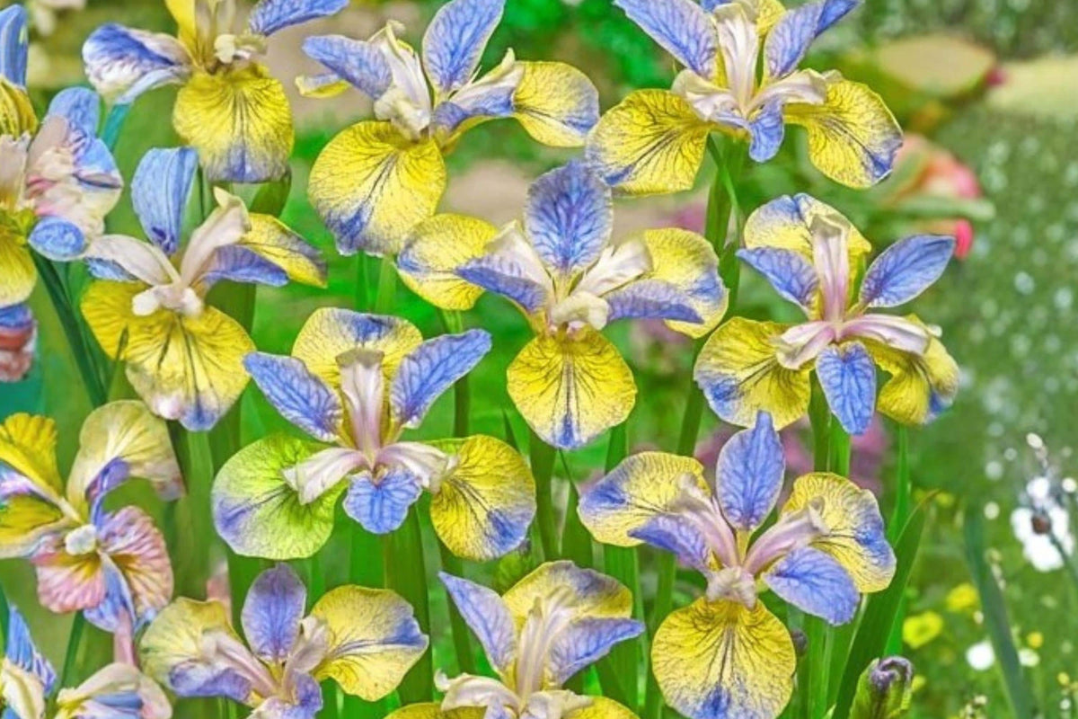 Siberian Iris Bare Root Bulb - Tipped in Blue, Iris sibirica Rhizome, Perennial Flower for Borders and Water Gardens