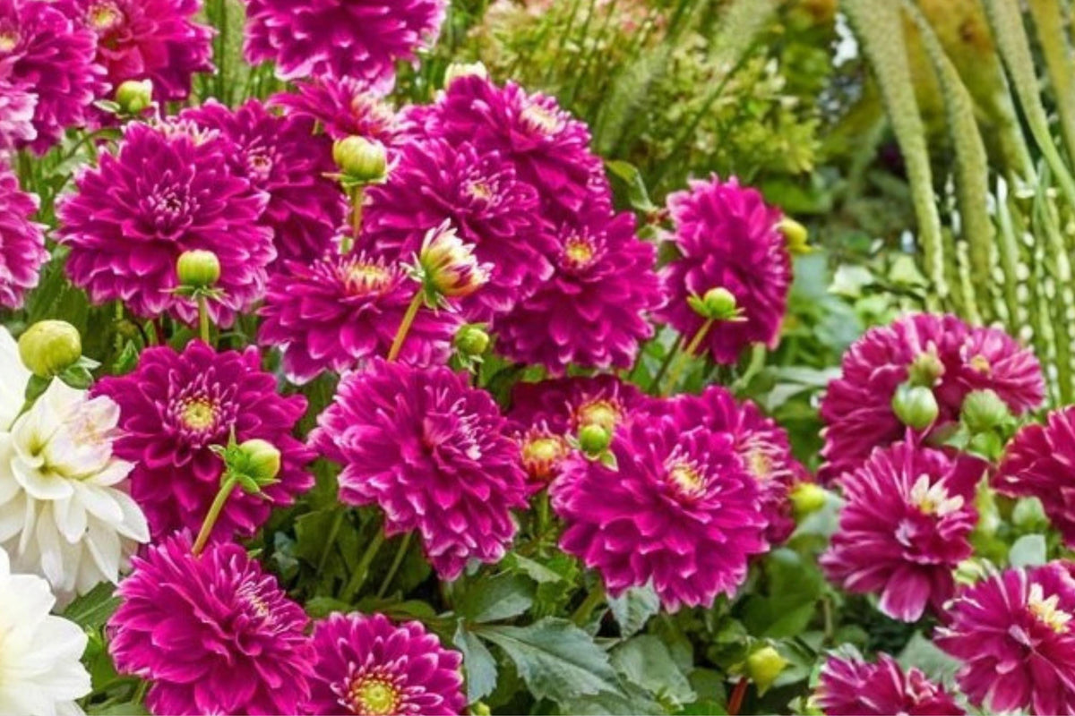 Heirloom Red Onion Seeds 500 Allium cepa for Home Garden Planting, Bulb-Forming, Non-GMO, Easy to Grow