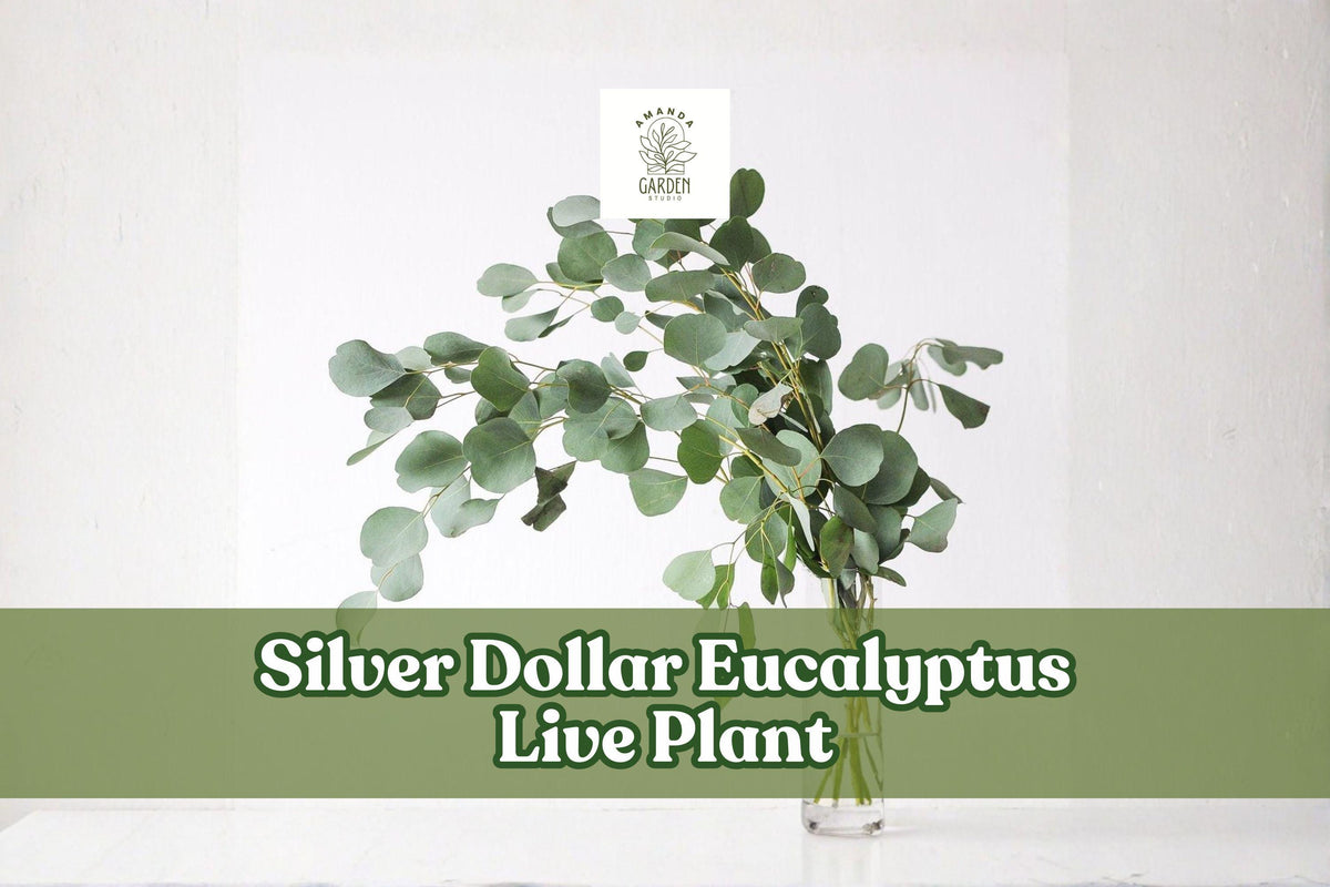 Silver Dollar Eucalyptus Live Plant Starter Plug | Eucalyptus cinerea Foliage for Containers & Gardens
