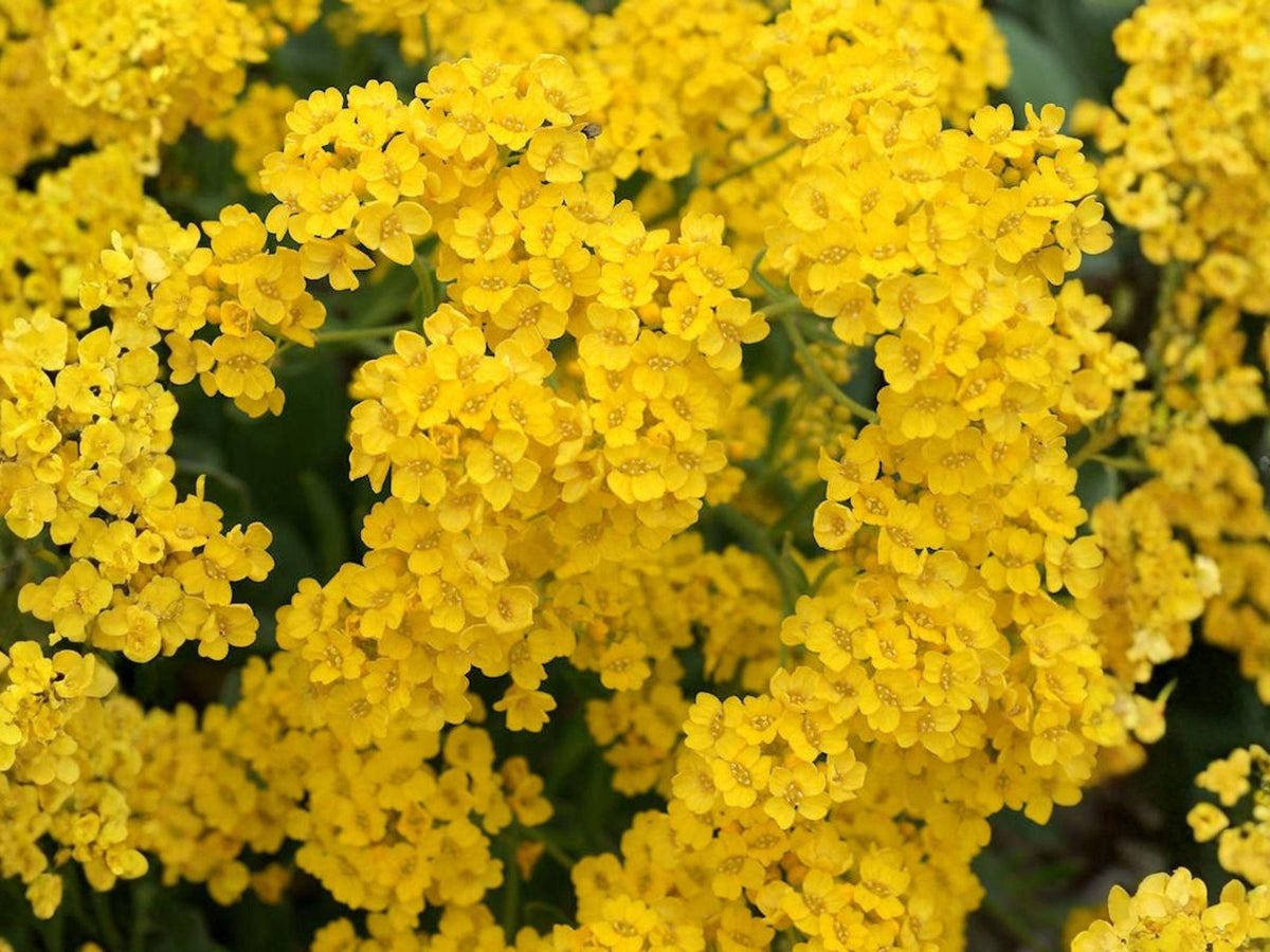 Basket of Gold Flower Seeds, Alyssum Saxatile, Golden Yellow, Rock Garden, Perennial, 100 Seeds