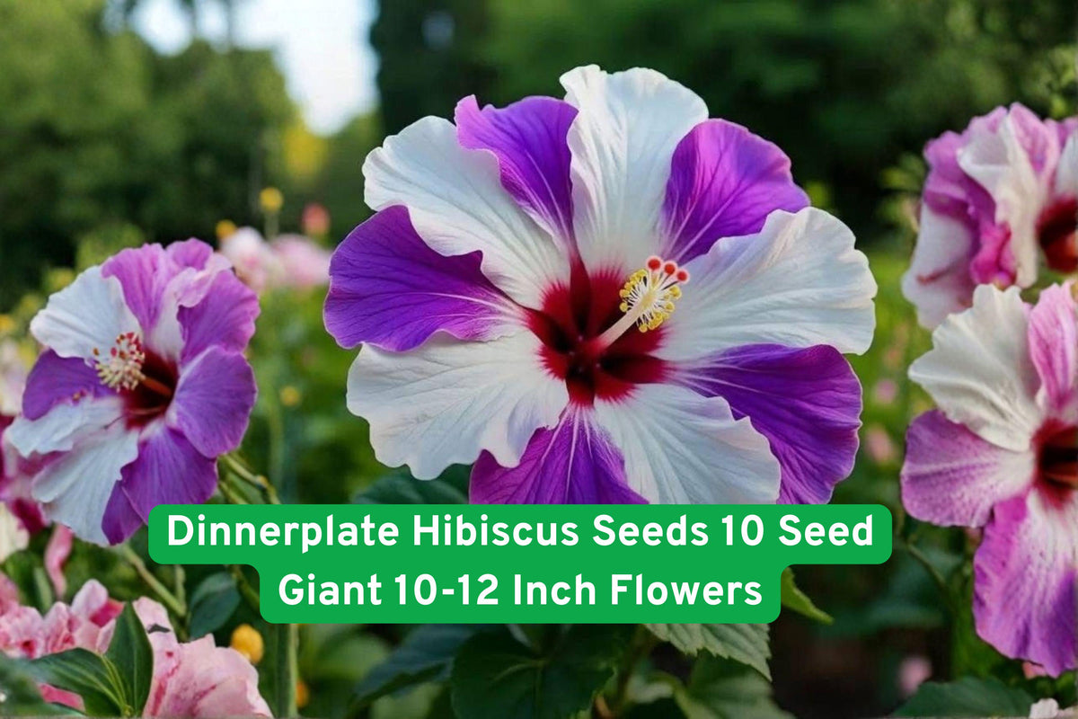 Dinnerplate Hibiscus Seeds – Giant 10-12 Inch Flowers, Mixed Colors, Perennial Hibiscus moscheutos, Tropical Garden Display