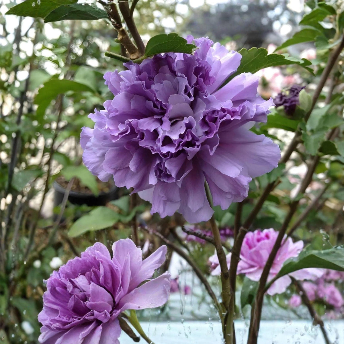 Double Purple Pink Rose of Sharon Cuttings 6-Inch Hibiscus syriacus Live Unrooted Propagation Pack