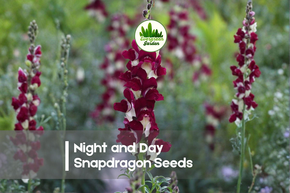 Night and Day Snapdragon Seeds, Antirrhinum majus, Bicolor Red and White, Tall Annual for Borders, Cut Flowers & Pollinator Gardens