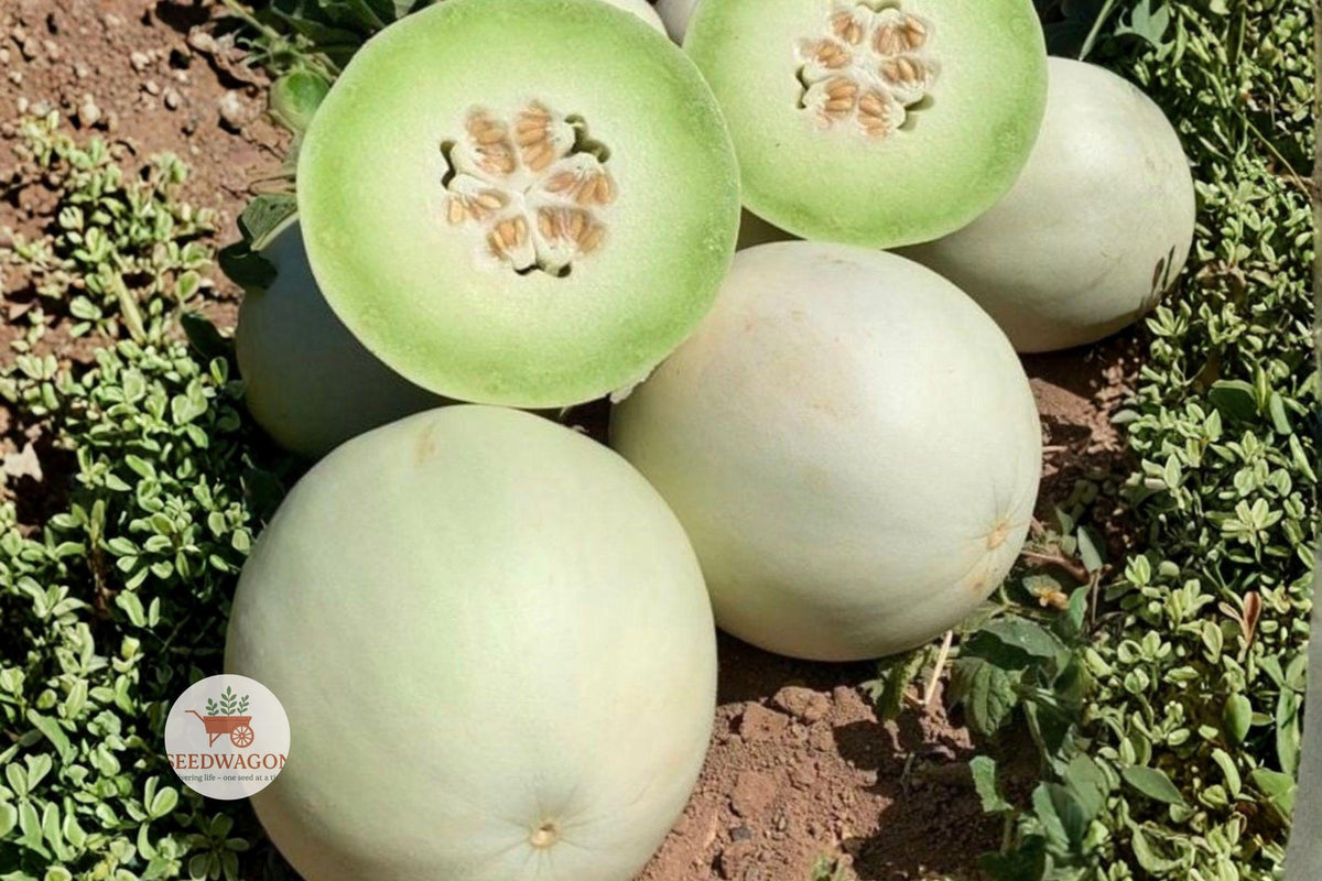 Honeydew Melon Seeds – Heirloom, Non-GMO, Vining Fruit Plant, Cucumis melo, Juicy Green Flesh, Warm Season Crop