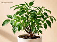 Johns Elderberry Unrooted Cuttings - Sambucus nigra Perennial Berry Shrub for Edible Gardens and Wildlife Habitat