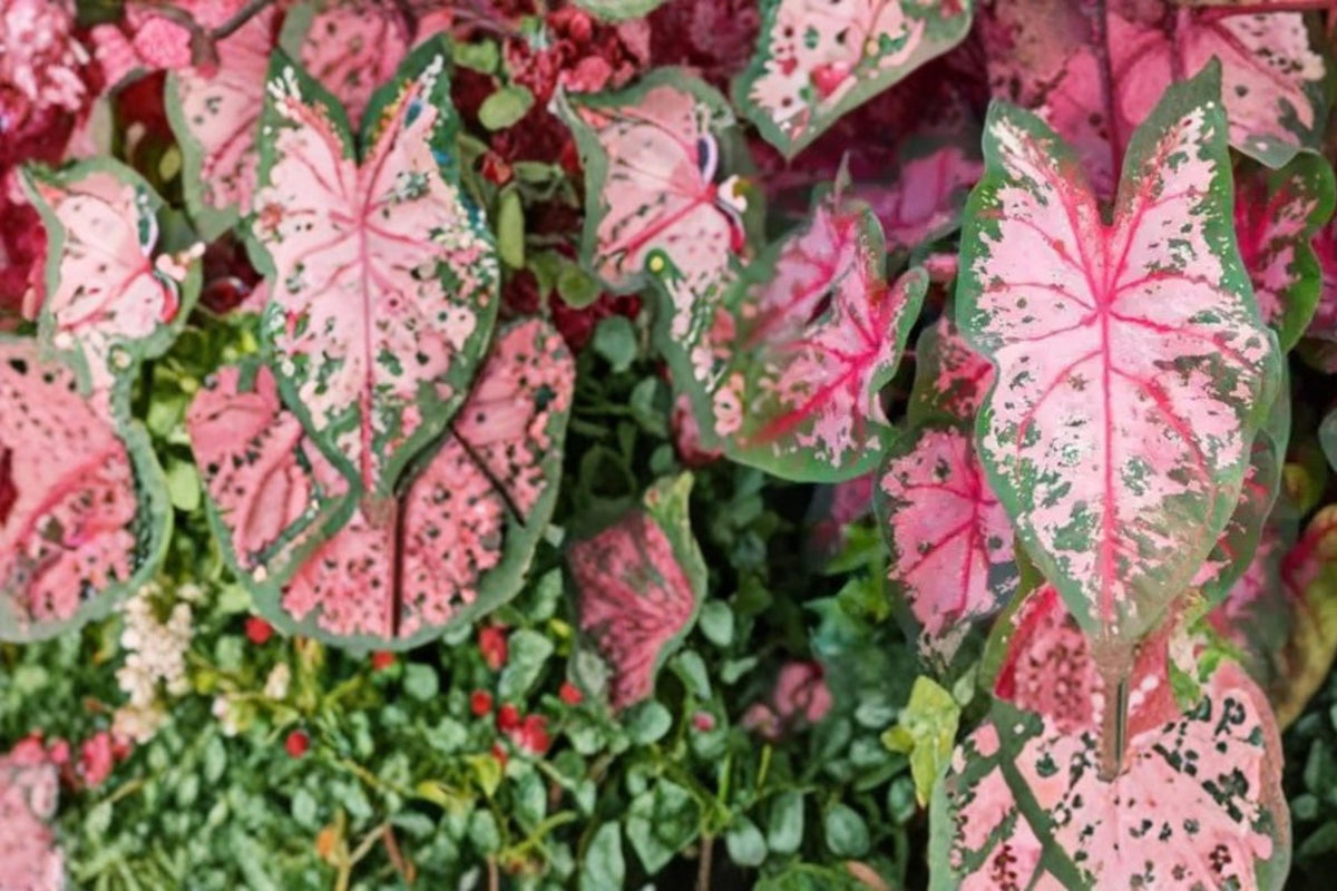 Carolyn Whorton Caladium Bulbs – Pink & Green Foliage, Tropical Shade Garden Plant, Caladium bicolor, Container & Landscape Plant