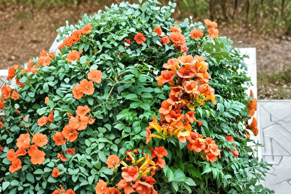 Campsis radicans Flame Trumpet Vine Bare Root Plant – Orange-Red Flowering Climber for Garden and Landscape