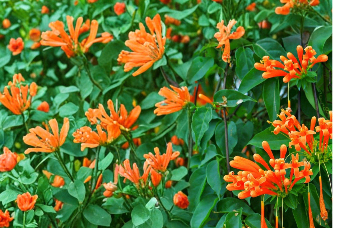 Flame Trumpet Vine Bare Root Plant – Campsis radicans – Climbing Ornamental Vine with Orange-Red Flowers for Gardens and Trellises