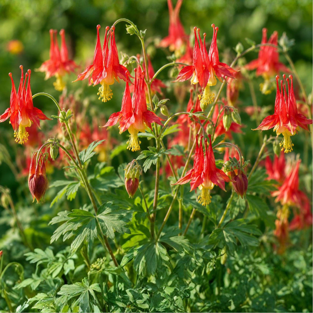 American Red Columbine Seeds | Aquilegia canadensis | Perennial Wildflower for Shade & Sun | 100 Seeds