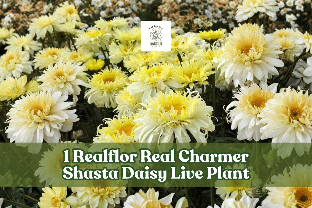Realflor Real Charmer Shasta Daisy Live Plant Plug – Perennial Leucanthemum × superbum with Creamy White & Yellow Blooms