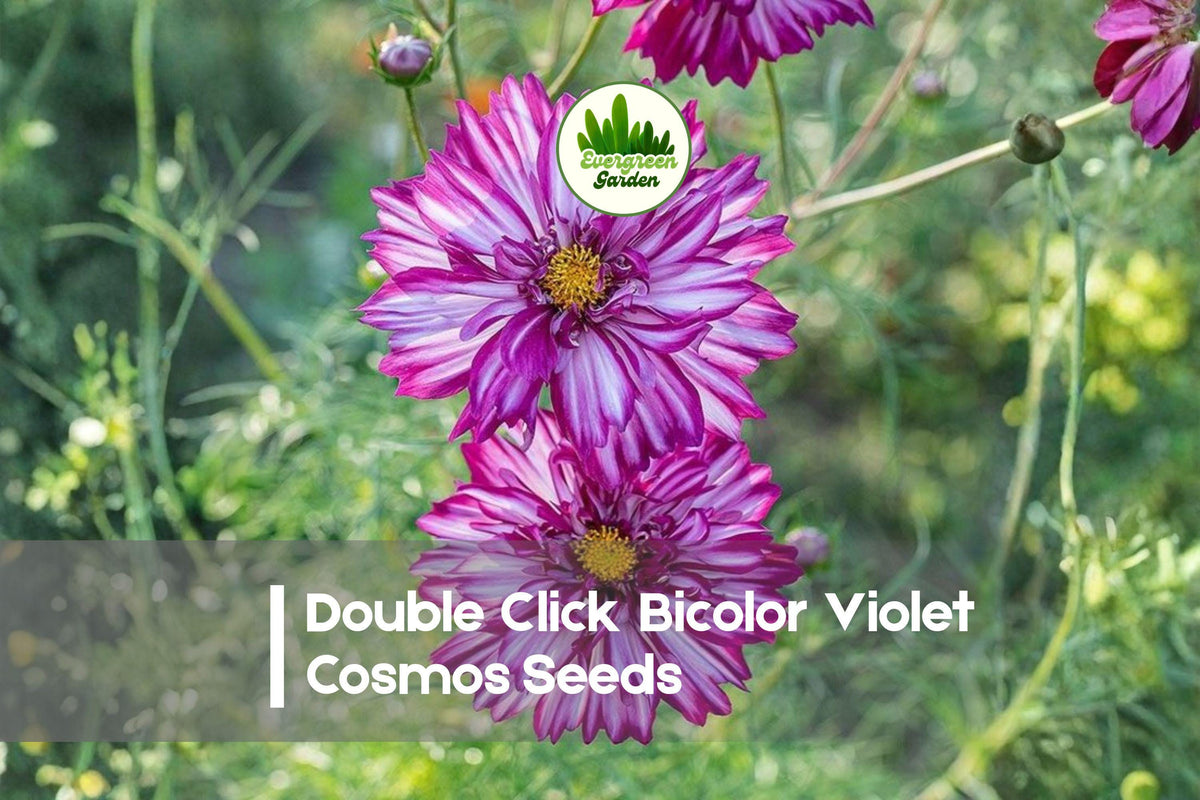 200+ Double Click Bicolor Violet Cosmos Seeds | Cosmos bipinnatus | Frilled Violet & White Flowers for Borders & Cut Flowers