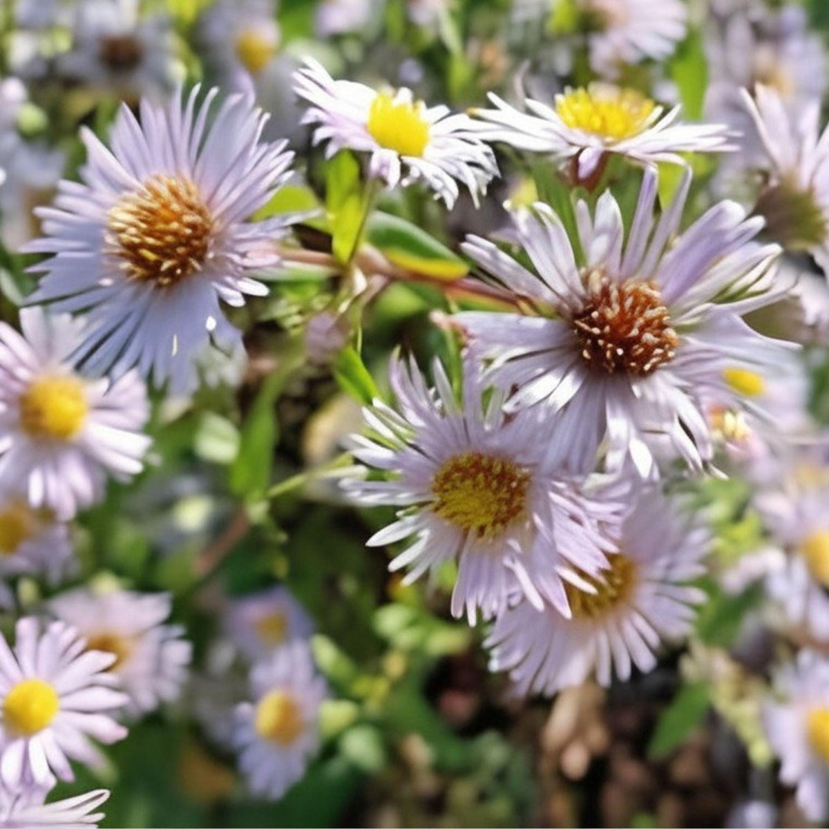 Swamp Aster Seeds – Symphyotrichum puniceum Native Perennial Wildflower for Wetlands, Rain Gardens, Moist Soils (100 Seeds)