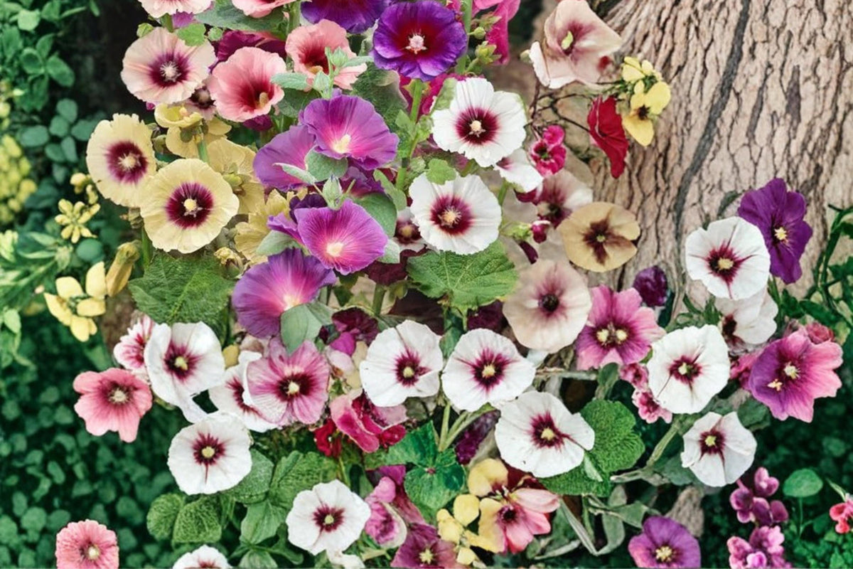 Mixed Hollyhock Seeds – Alcea rosea, Colorful Flowering Plant for Borders & Vertical Gardens, 100+ Seeds