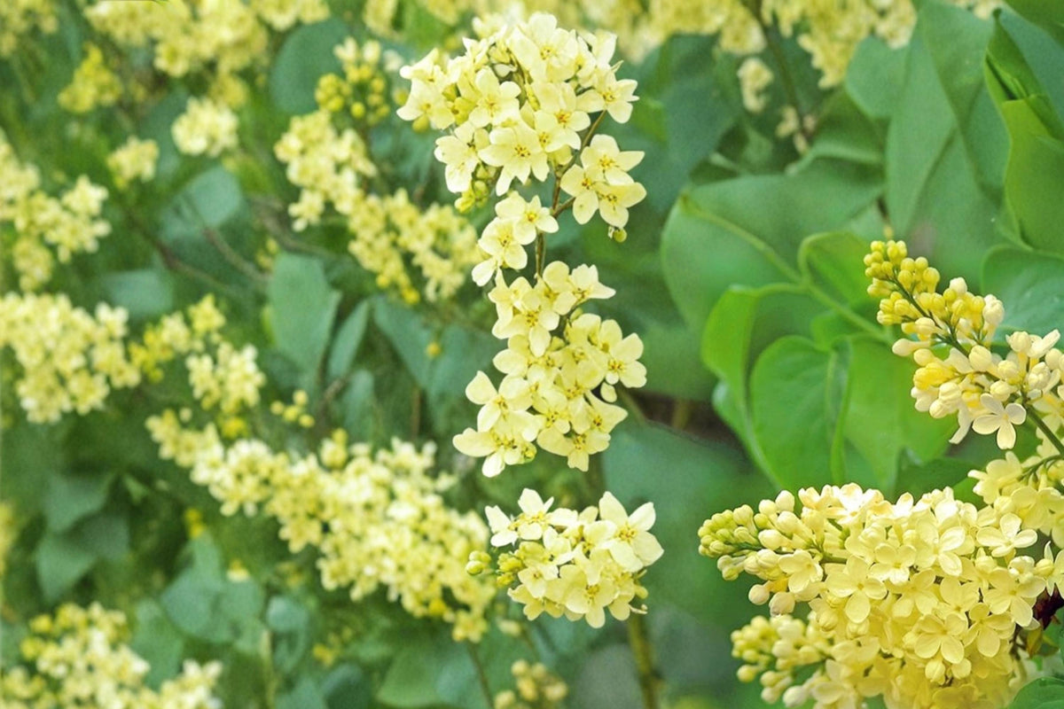 Yellow Lilac Seeds – Syringa reticulata, Ornamental Shrub, Flowering Plant, Garden Landscape, 50 Seeds