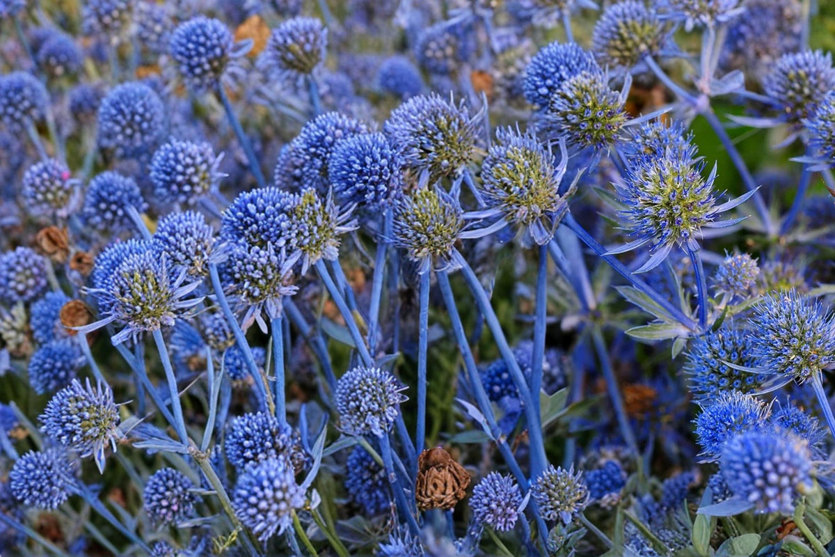 Blue Star Sea Holly Seeds – Eryngium planum, Ornamental Perennial with Spiky Blue Flowers for Garden Borders & Dried Arrangements