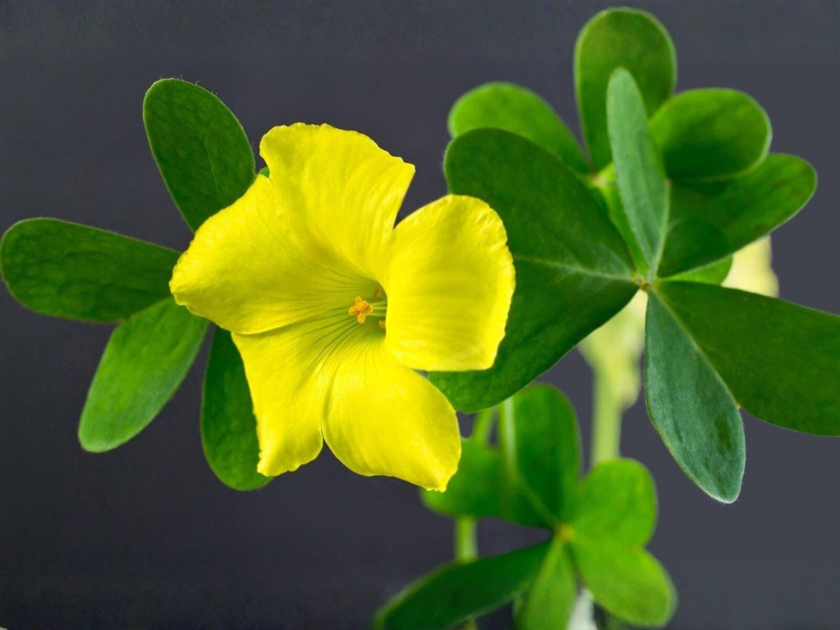 Oxalis stricta Seeds – Yellow Wood Sorrel Heirloom Non-GMO Garden Plant, Lemon Clover, Sourgrass, Naturalized, Easy to Grow